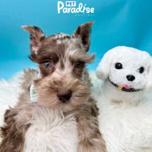 Schnauzer, Aquiles 2