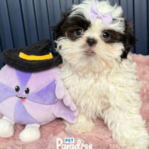 Shih Tzu, Jade 1