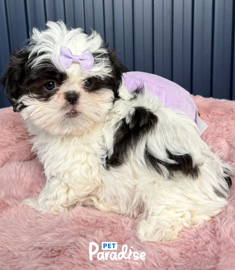 Shih Tzu, Jade 2