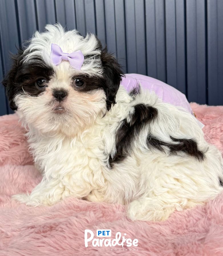 Shih Tzu, Jade 3