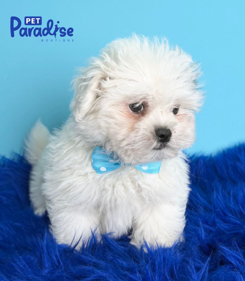 Teddy Bear, Manuel 1