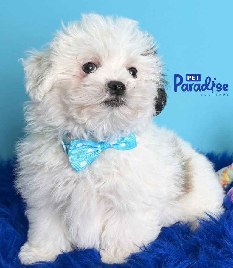 Teddy Bear, Manuel 2