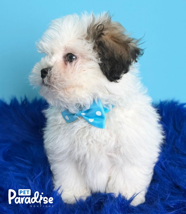 Teddy Bear, Manuel 3