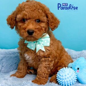 Toy Poodle, Axel 3