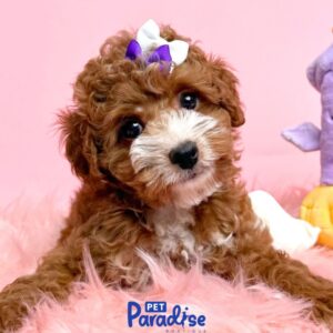 Toy Poodle, Nala 2