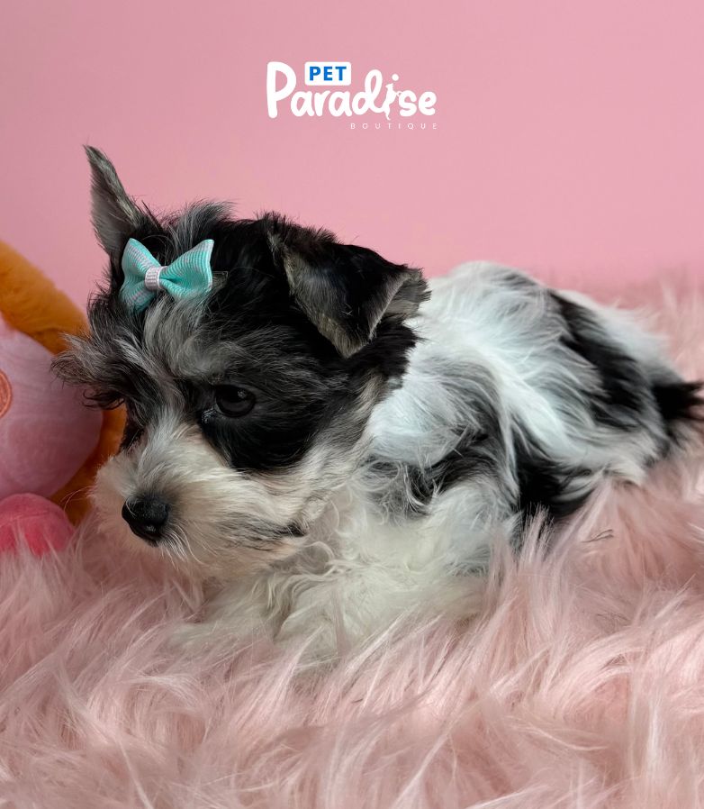 Yorkshire Terrier, Alis 1