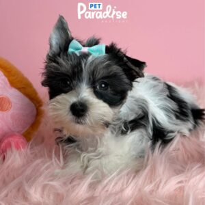 Yorkshire Terrier, Alis