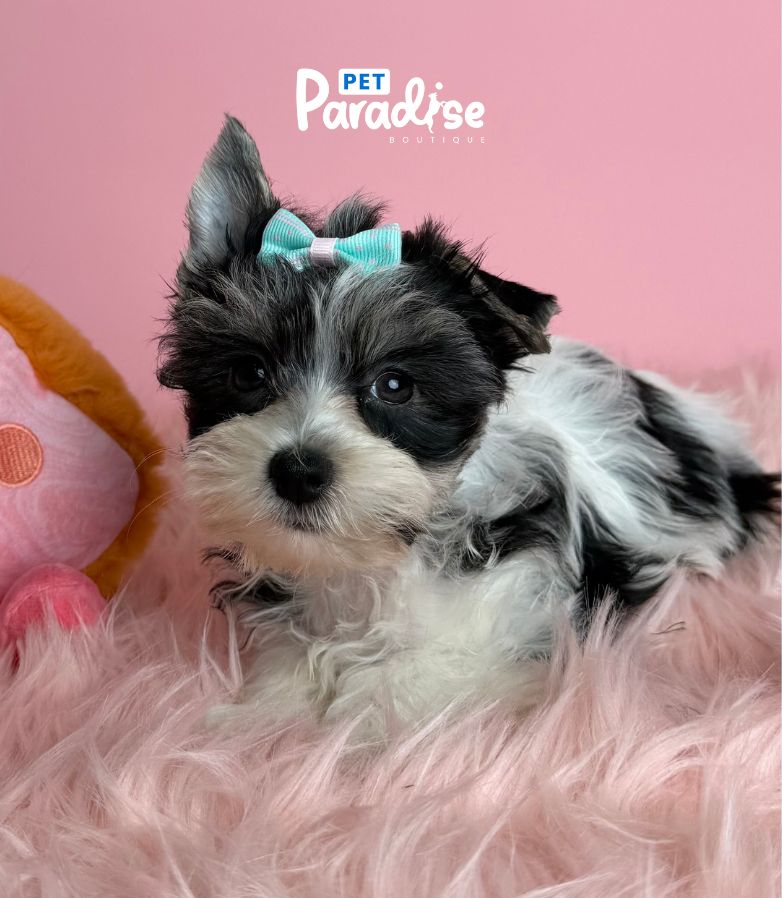 Yorkshire Terrier, Alis