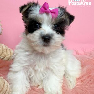 Yorkshire Terrier, Kiara 4