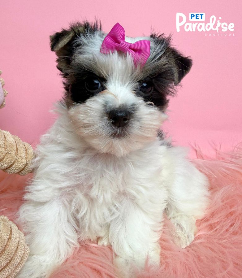 Yorkshire Terrier, Kiara 4