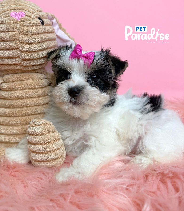 Yorkshire Terrier, Kiara 5