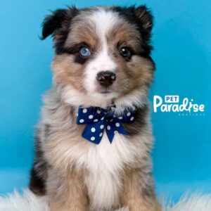 Australian Sheperd, Royal 1