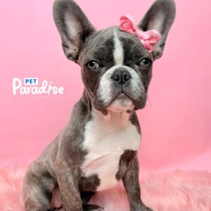 Bulldog Francés, Cloe 3