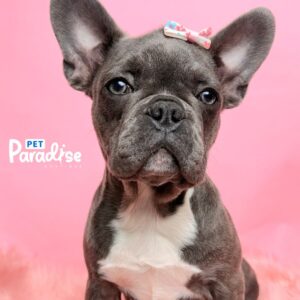 Bulldog Francés, Linda 3