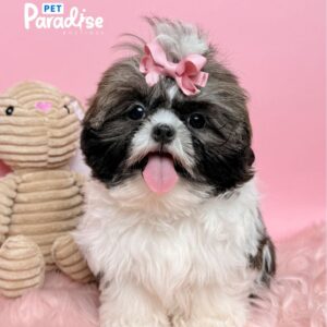 Shih Tzu, Tamy