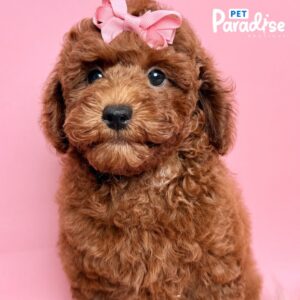 Toy Poodle, Abril 3