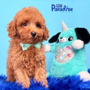 Toy Poodle, Antony