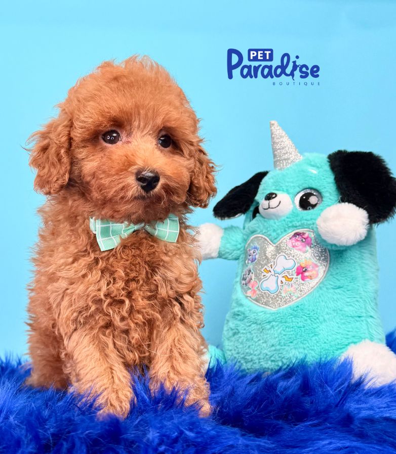 Toy Poodle, Antony