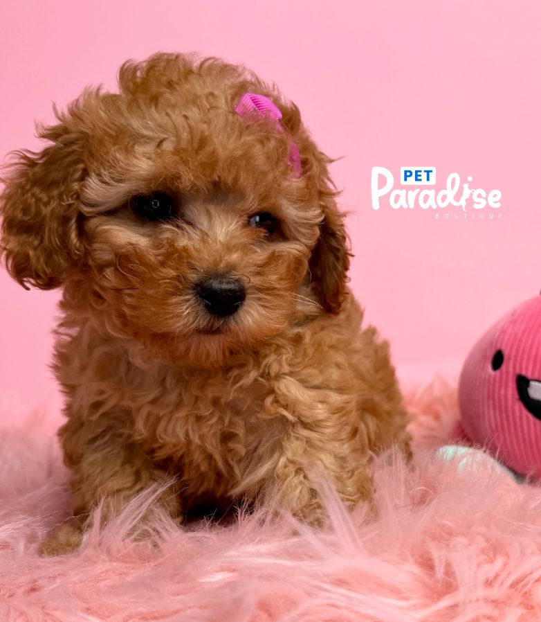 Toy Poodle, Canela 1