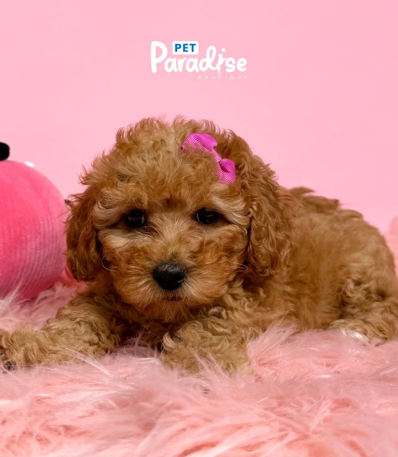 Toy Poodle, Canela 2