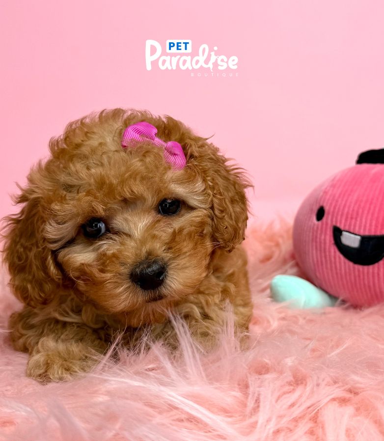 Toy Poodle, Canela 3