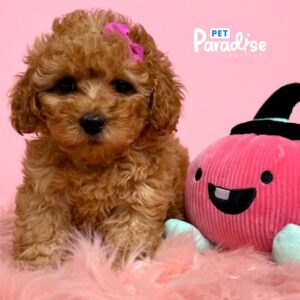 Toy Poodle, Canela