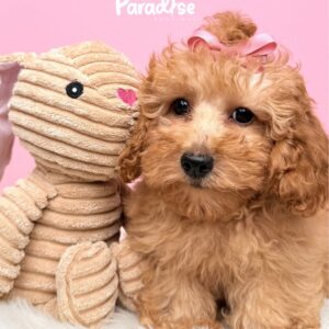Toy Poodle, Canela