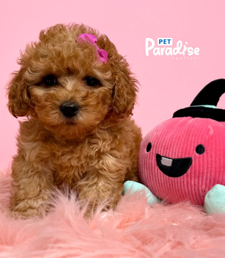 Toy Poodle, Canela