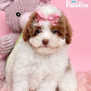 Toy Poodle, Cielo 1