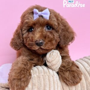 Toy Poodle, Sol 3