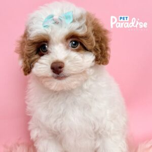 Toy Poodle, Zoe 1