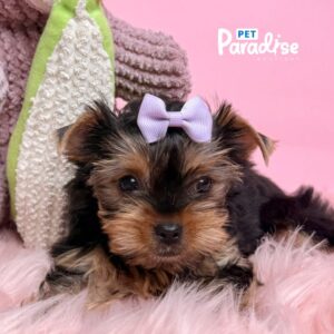 Yorkshire Terrier, Kuki