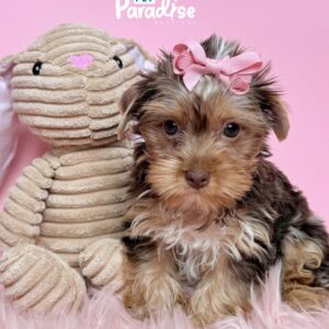 Yorkshire Terrier, Lulu 2