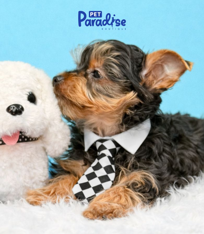 Yorkshire Terrier, Teedy 1