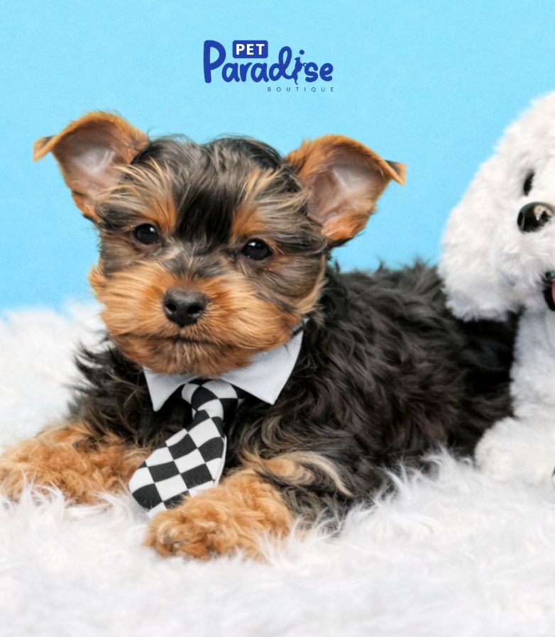 Yorkshire Terrier, Teedy 2