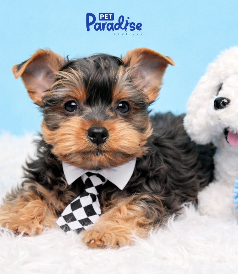 Yorkshire Terrier, Teedy 3