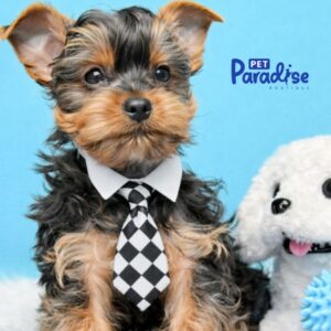 Yorkshire Terrier, Teedy