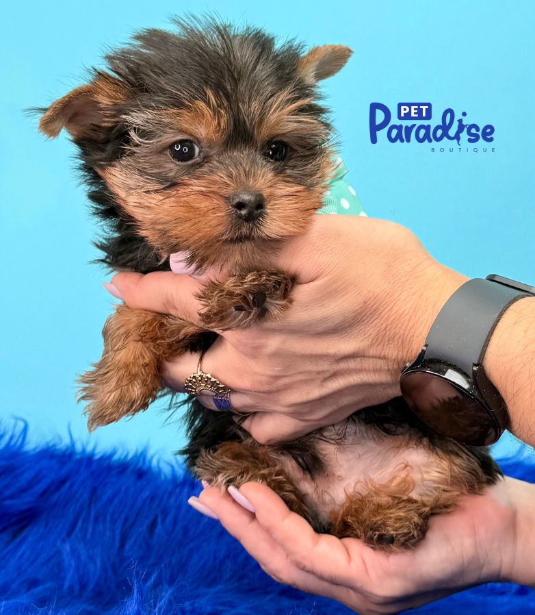 Yorkshire Terrier, Titi 1