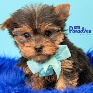 Yorkshire Terrier, Titi 2