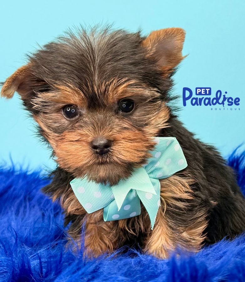 Yorkshire Terrier, Titi 2