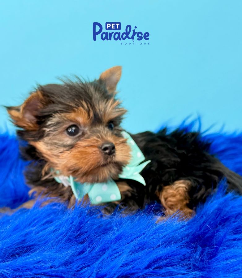 Yorkshire Terrier, Titi 3