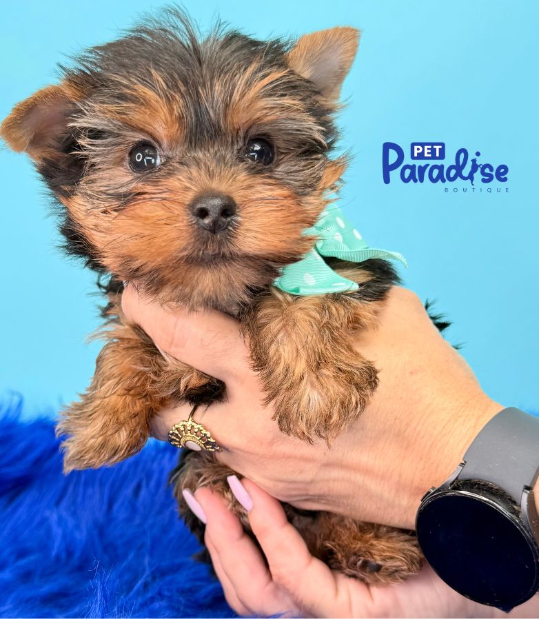 Yorkshire Terrier, Titi