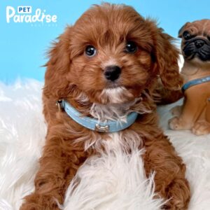 Cava Poo, Chocolate 3