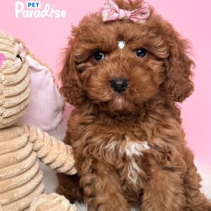 Cava Poo, Princesa 3