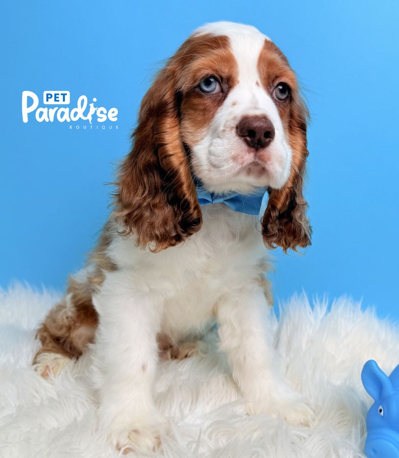 Coocker Spaniel, Dante 1