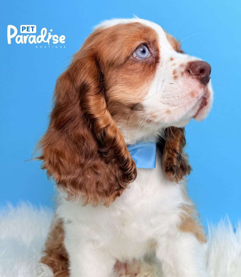 Coocker Spaniel, Dante 2