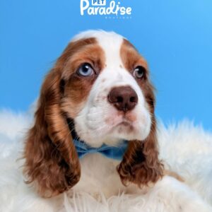 Coocker Spaniel, Dante