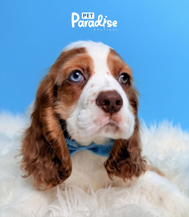 Coocker Spaniel, Dante