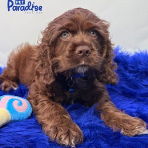 Coocker Spaniel, Principe 2