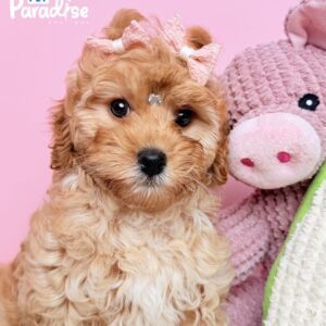 Goldendoodle, Natacha